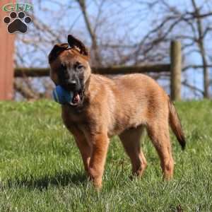 Easton, Belgian Malinois Puppy